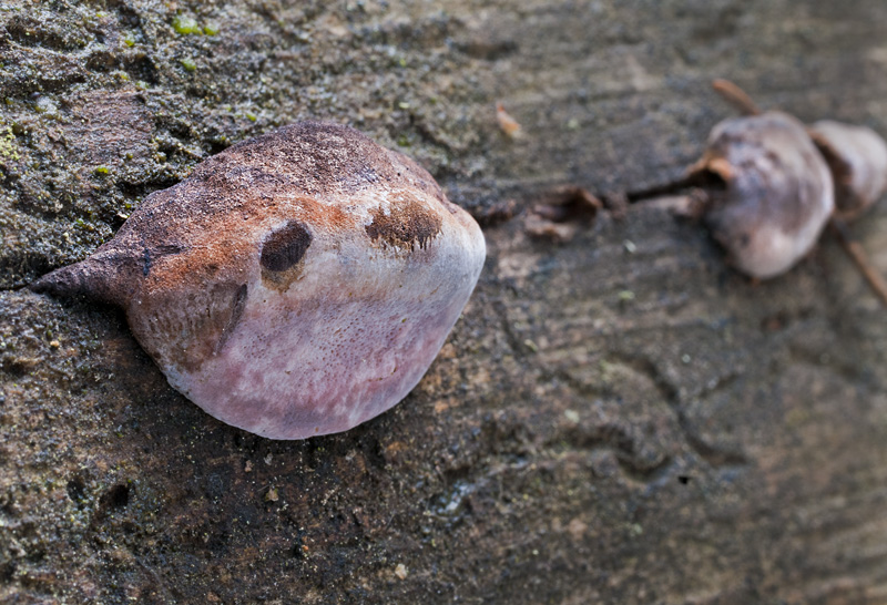 Fomitopsis rosea